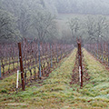 IM48 winefeature 120x120
