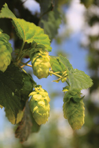 ontap b wet-hops