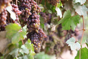 ontap c pisco