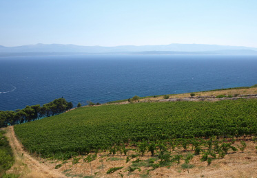 ontap_islandwine
