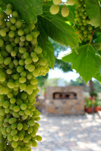 on-tap_wine_greek