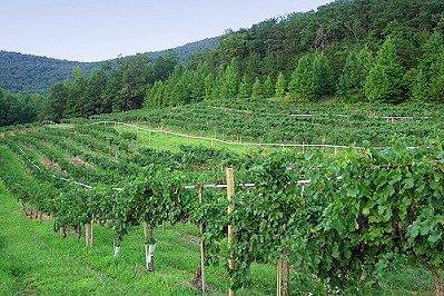 on_tap_southern_wine