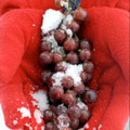 ontap_w_icewine_120x120