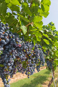 ontap w texas-wine-tours