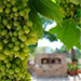 ontap_wine_greek_75x75